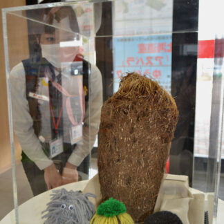 ヤチボウズの正体は？　企画展で紹介(2021-05-03)