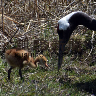 タンチョウのひな誕生(2021-05-07)