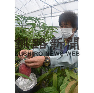 弟子屈マンゴー全国へ　ふるさと小包２年ぶり出荷(2021-05-20)