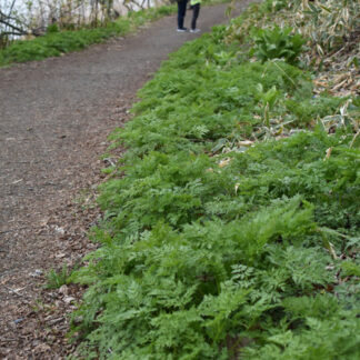 春採湖 春本番　ジョギングや野鳥観察楽しむ(2021-05-03)