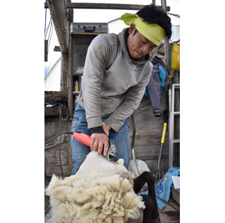 埼玉から羊飼い実習生　長谷川さん、独り立ち目指し奮闘(2021-05-02)