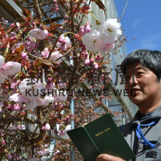 フゲンゾウ見頃間近(2021-05-15)