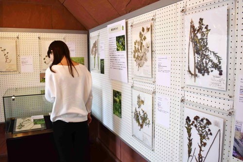 市立博物館で外来植物展(2021-05-26)