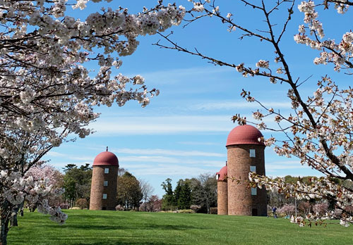 桜と赤レンガサイロ一緒にライトアップ 8日から明治公園で(2021-05-02)