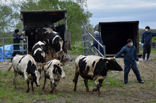 育成牛350頭入牧 市営の新野牧場(2021-05-25)