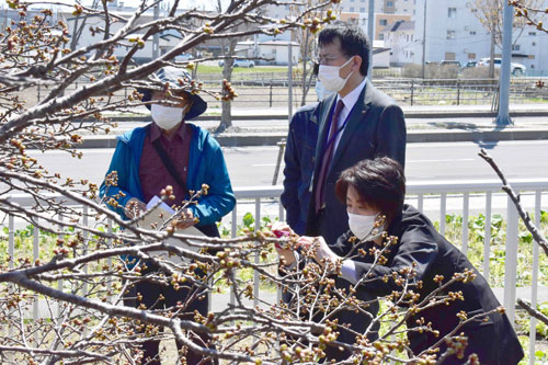 サクラ開花は週明け? 市など今季観測開始(2021-05-07)