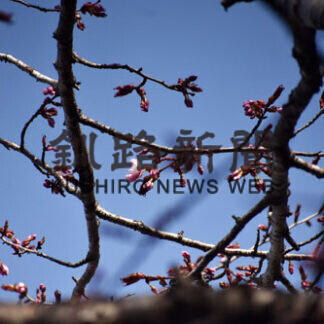 釧路でサクラ開花、昨年より２日早く(2021-05-09)