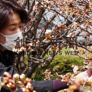 根室にも桜前線到着(2021-05-11)