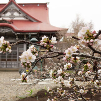 根室・清隆寺でチシマザクラ開花(2021-05-09)