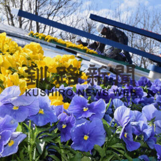 花時計春の装い　パンジー1300株植え込み(2021-05-15)