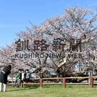 サクラの終着地　見頃_1(2021-05-13)