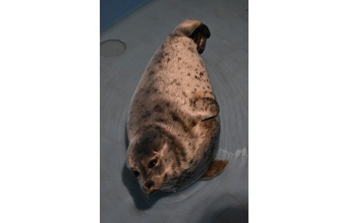 2日連続でアザラシ保護(2021-05-25)