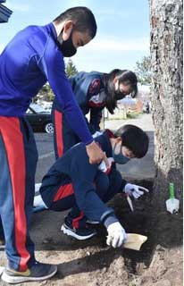 コスモス街道 沿道に花開け 幣舞中生が種まき(2021-05-19)