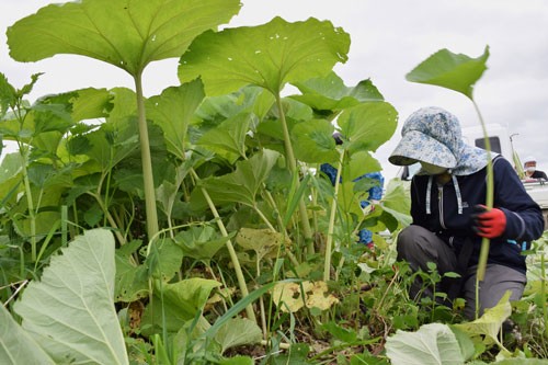 音別フキ 今期初収穫 地域団体150㌔刈り取り(2021-05-25)