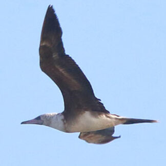 熱帯地域の鳥が飛来　アカアシカツオドリ　市内海岸で初観察(2021-06-19)