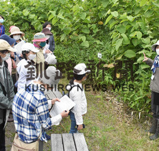初夏の草花、学芸員解説　春採湖畔で観察会(2021-06-22)