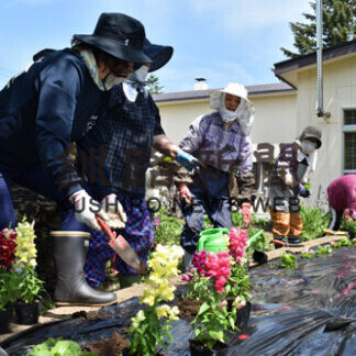 集会所など２５０株植栽(2021-06-10)