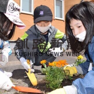 コスモス街道きれいに咲いて　釧路小児童種まき(2021-06-02)