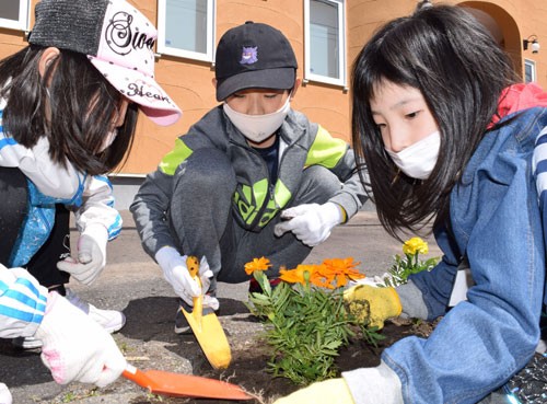 コスモス街道きれいに咲いて 釧路小児童種まき(2021-06-02)