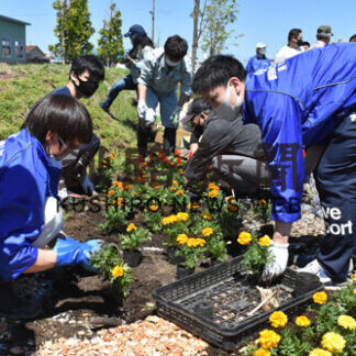 マリーゴールドなどプロムナードに植栽(2021-06-12)