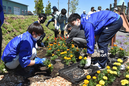 マリーゴールドなどプロムナードに植栽(2021-06-12)