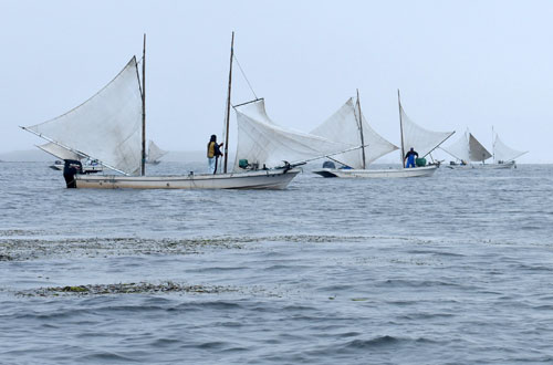 打瀬舟、初夏の風物詩 野付湾ホッカイシマエビ初出漁(2021-06-25)