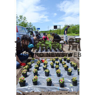 釧路町村会が釧路空港前道道に花３３３０株植栽(2021-06-28)