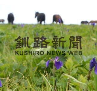 ヒオウギアヤメ開花　厚岸原生花園あやめヶ原(2021-06-17)