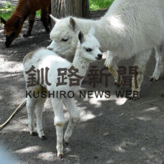 アルパカ赤ちゃん 釧路市動物園で一般公開(2021-06-12)
