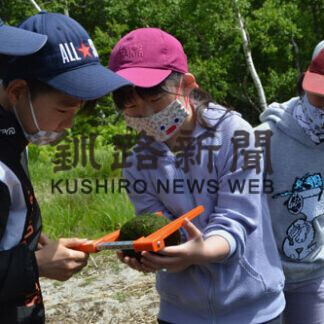 本物のマリモかわいい　阿寒湖で観察会(2021-06-23)