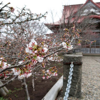 根室市内３～５月の気温　８年連続平年上回る(2021-06-05)