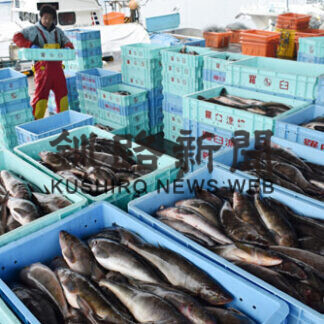 羅臼で豊漁、浜活気　昨年同期の１２倍(2021-06-04)