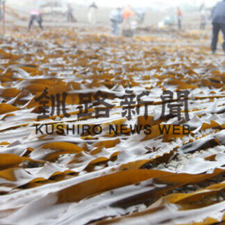 コンブ干さずに出荷　来月から試験操業(2021-06-25)