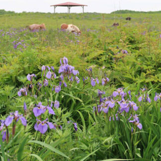 北方原生花園でヒオウギアヤメ鮮やかに(2021-07-04)