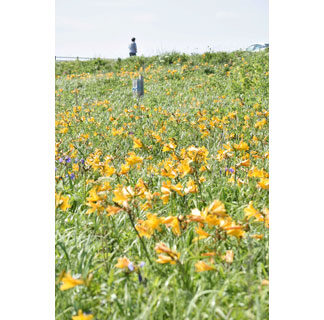 野付半島に鮮やかな黄色、エゾカンゾウ見頃(2021-07-03)