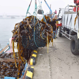 ナガコンブ漁始まる　水揚げ作業活気　根室・歯舞地区(2021-07-15)