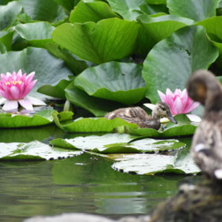 根室のひょうたん池にマガモの親子(2021-08-01)