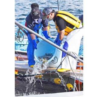 いけす外海近くに設置　稚魚２１７匹を投入　ベニザケ養殖３年目　根室市協議会(2021-07-15)