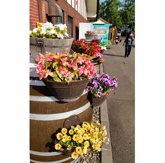 １万株の花々 おでむかえ(2021-07-04)