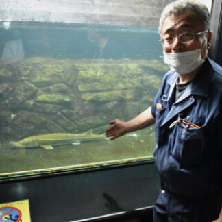 希少なチョウザメ展示　標津サーモン科学館(2021-07-31)