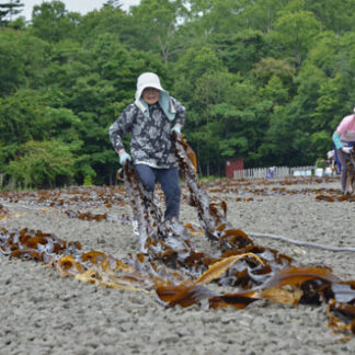 成コンブ漁始まる　釧路管内各地、天候不良からようやく(2021-07-15)