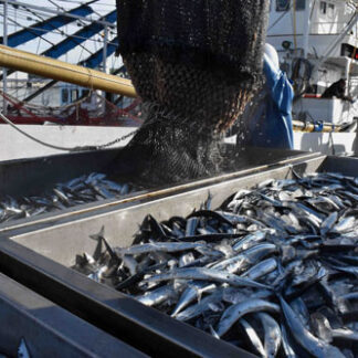 サンマ大型船初水揚げ　バラ積み79㌧前年上回る(2021-08-28)