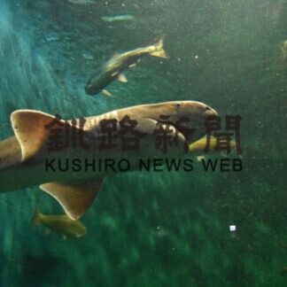標津沖の定置にエビスザメ　サーモン科学館で生体展示(2021-08-20)