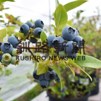 白糠「驚きの森」 ブルーベリー食べ頃(2021-08-05)
