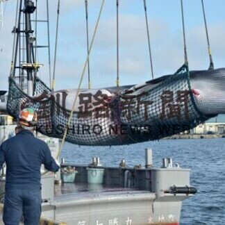 商業捕鯨３年目　クジラ、釧路港に初水揚げ(2021-08-23)
