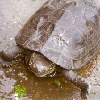 霧笛　カメ譲ります(2021-08-11)