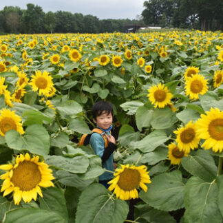 私設公園一面がヒマワリ畑(2021-08-15)