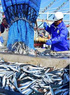 サンマ水揚げ460㌧　前年の８倍、花咲港活気(2021-08-29)
