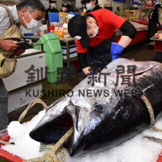 歯舞でもマグロ揚がる　競り値はサンマ以下１㌔１９８０円(2021-08-20)