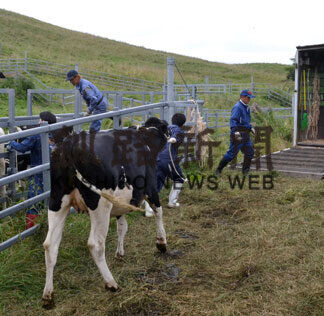 クマ被害相次ぎ、町営牧場の預託牛移動(2021-08-18)